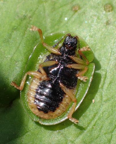 Réf. 235 776 : Cassida viridis